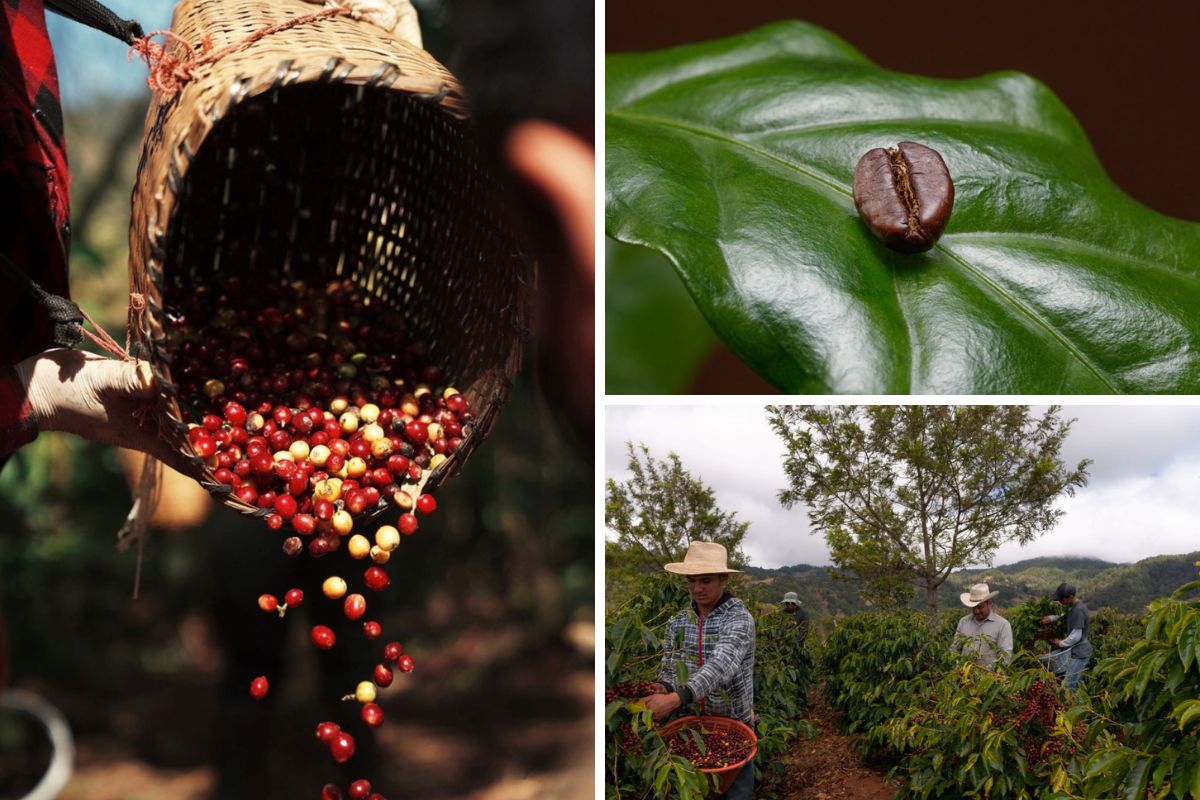 危地马拉咖啡豆和农民收获阿拉比卡的照片拼贴。