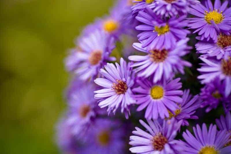 意大利紫菀(aster amellus 