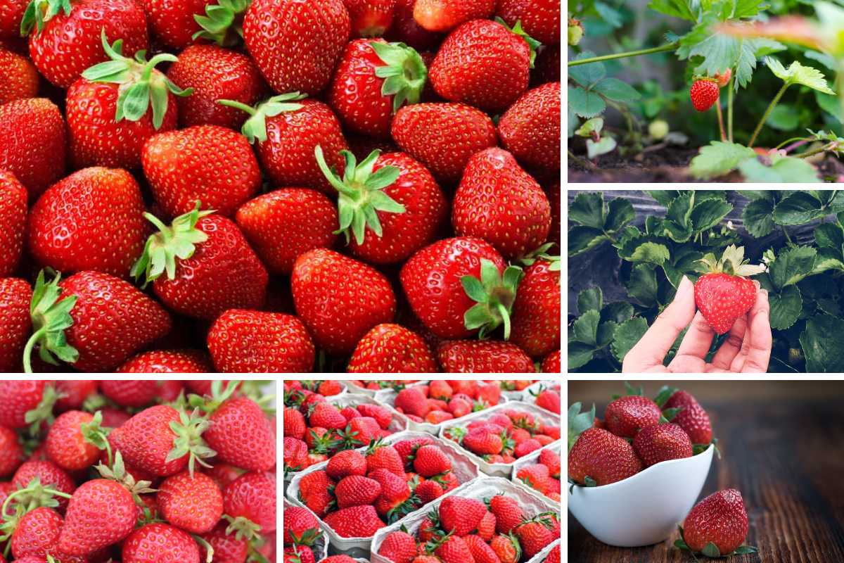 不同类型草莓的照片拼贴。