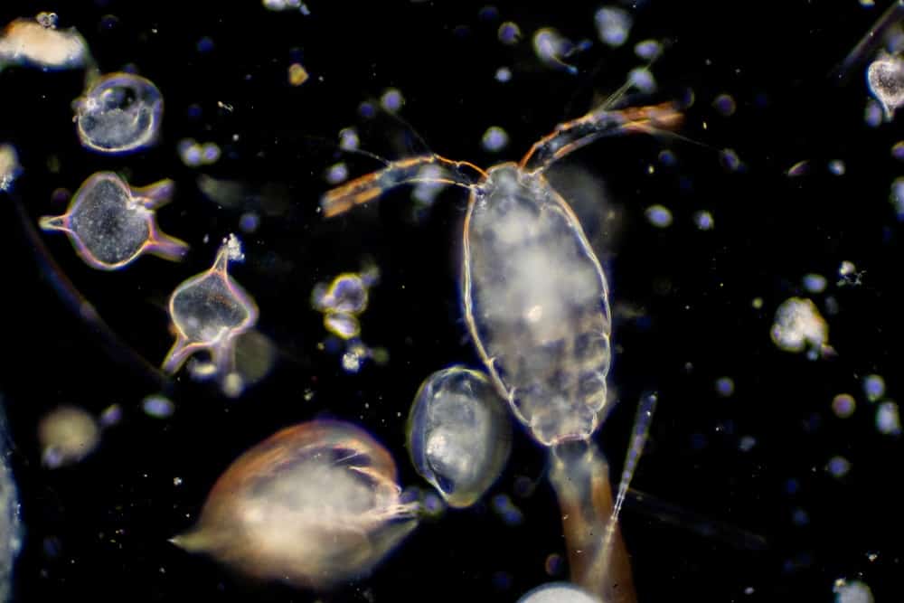 微观浮游生物。