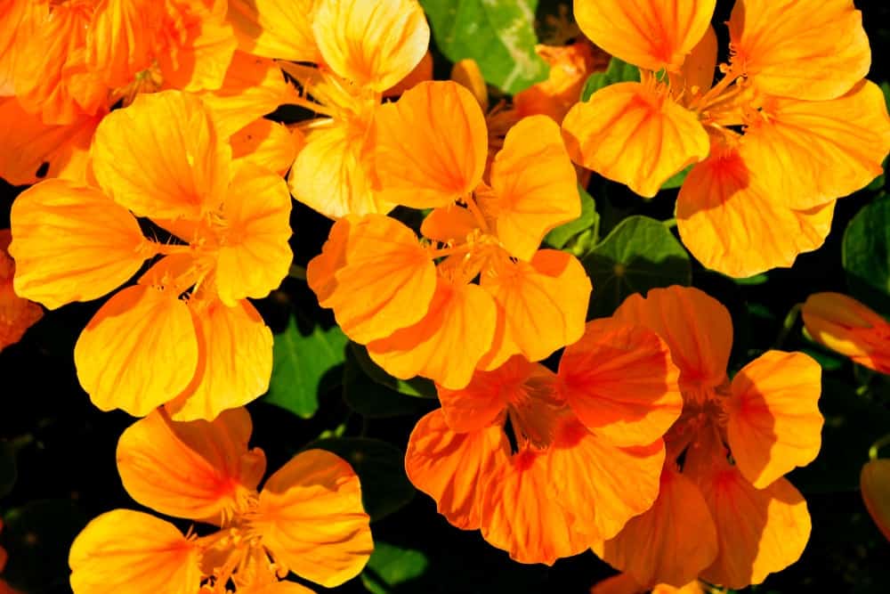 仔细观察橙色的旱金莲花。