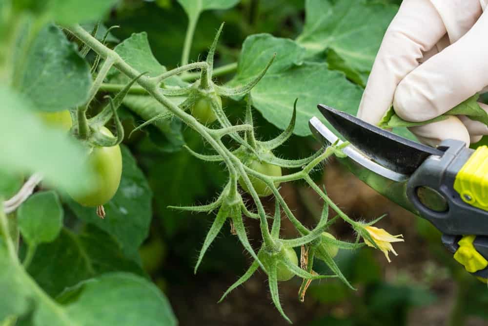 仔细观察正在修剪的番茄植株。
