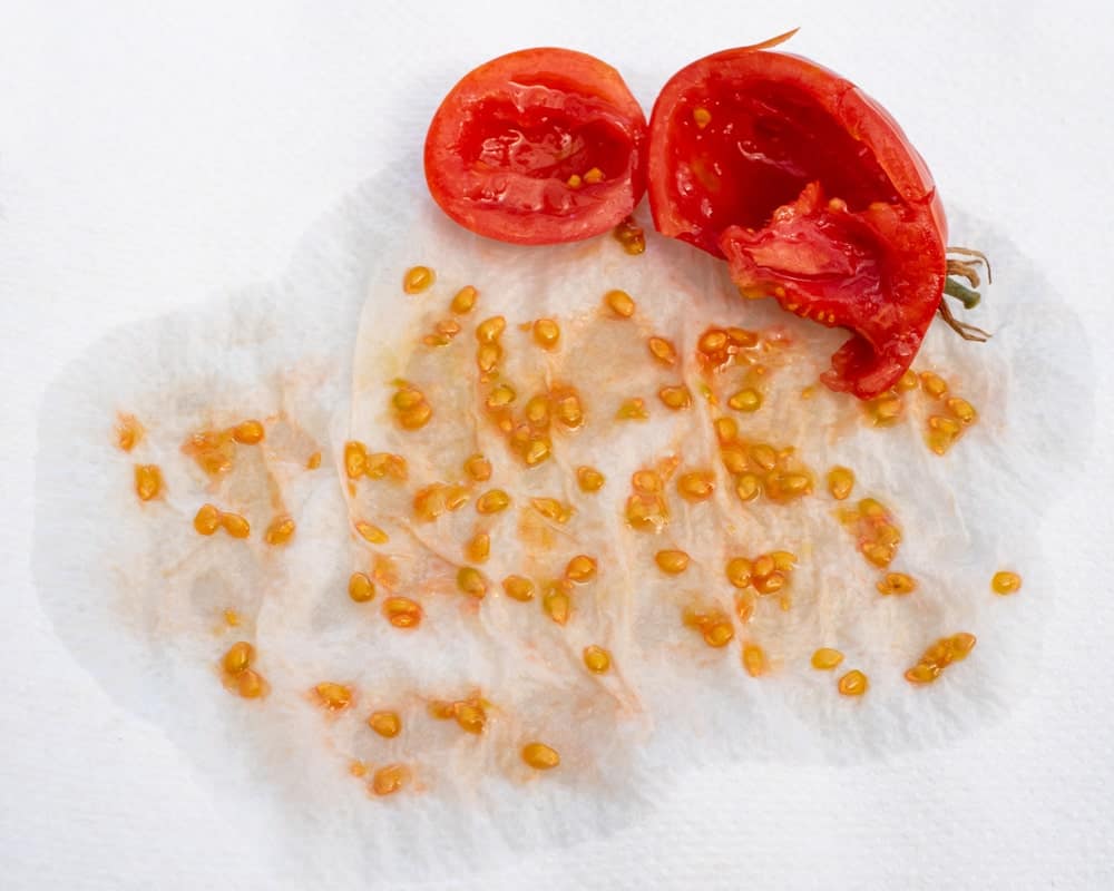 西红柿的种子被收集在一块组织上。