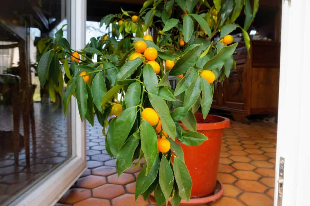 室内盆栽的柠檬果。