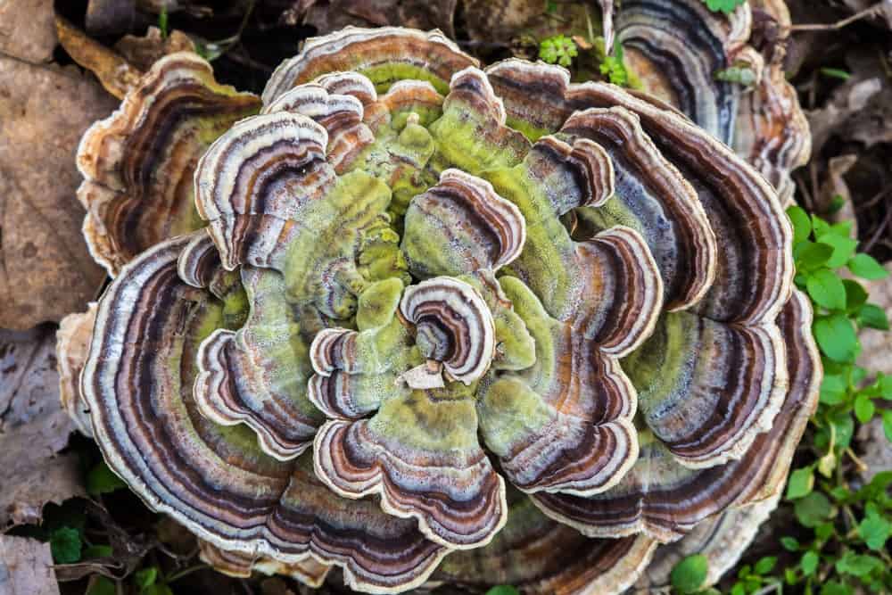 这是一个大的健康火鸡尾巴蘑菇的俯视图。
