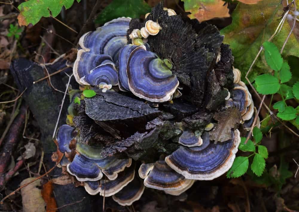 带紫色的火鸡尾蘑菇。