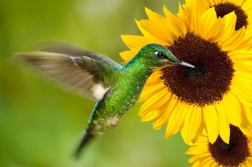 一只蜂鸟正在吃向日葵。