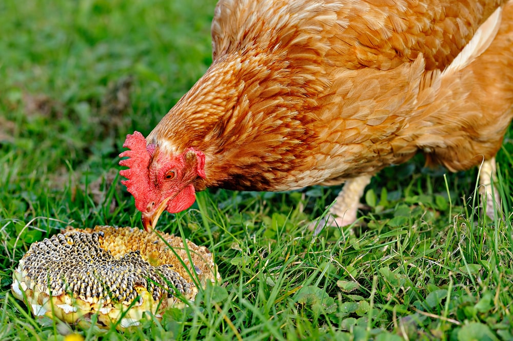 一只正在吃向日葵的鸡。