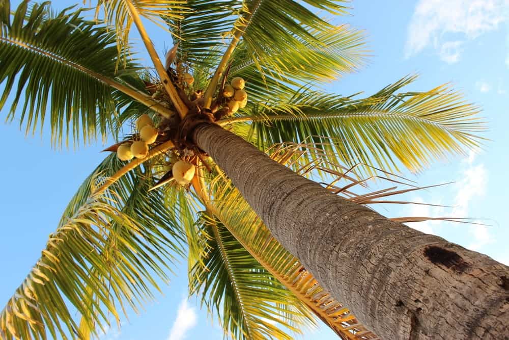 近距离观察一棵高高的椰子树。