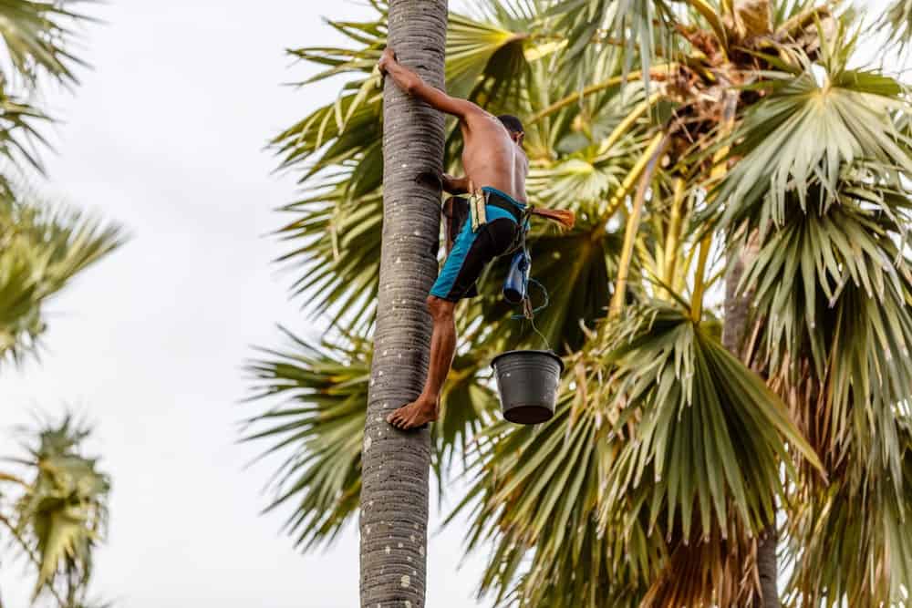 一名男子爬上椰子树，收集椰子汁，用于生产棕榈糖。