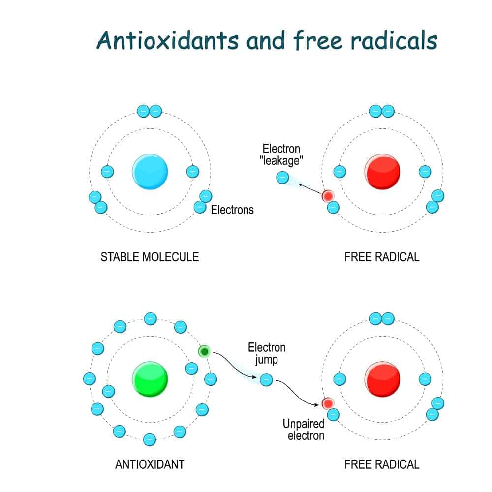 抗氧化剂和自由基的说明。