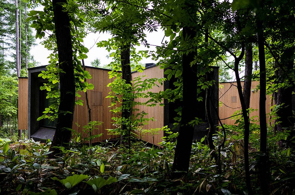 房子朴实的木质外墙使它在周围的树林中脱颖而出。