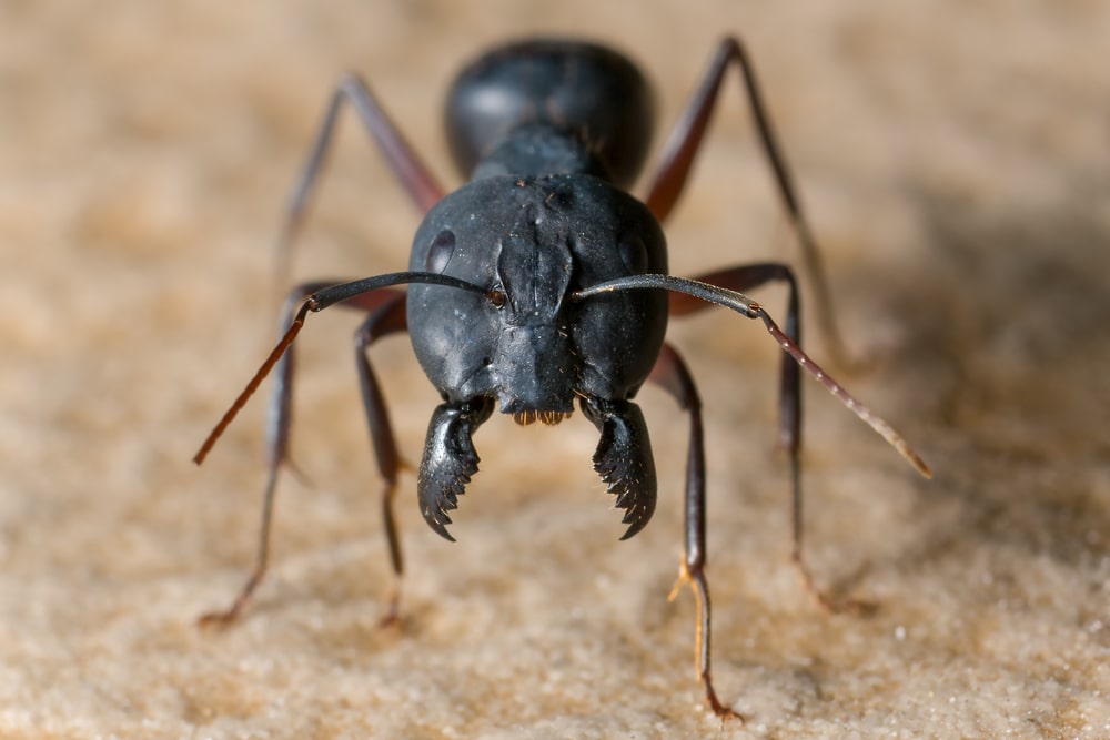 近距离观察一只黑色蚂蚁。