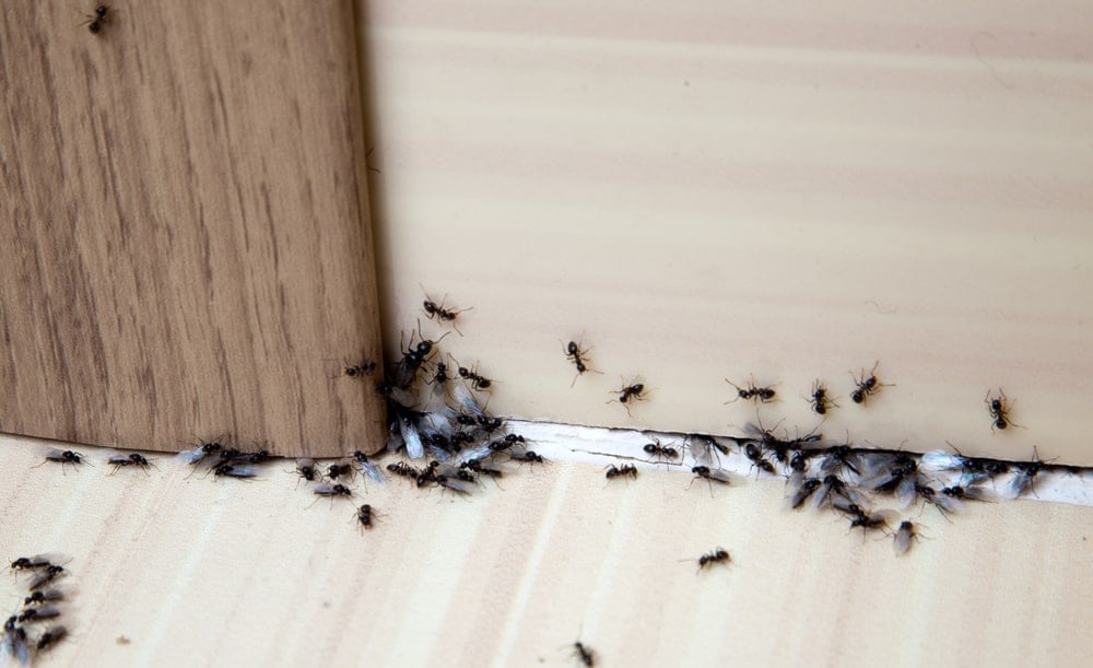 墙上和地板上有一群黑色的蚂蚁。