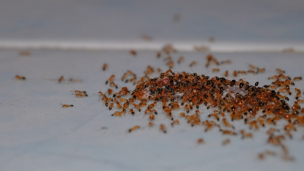 近距离观察一群红色蚂蚁在明亮的表面上。