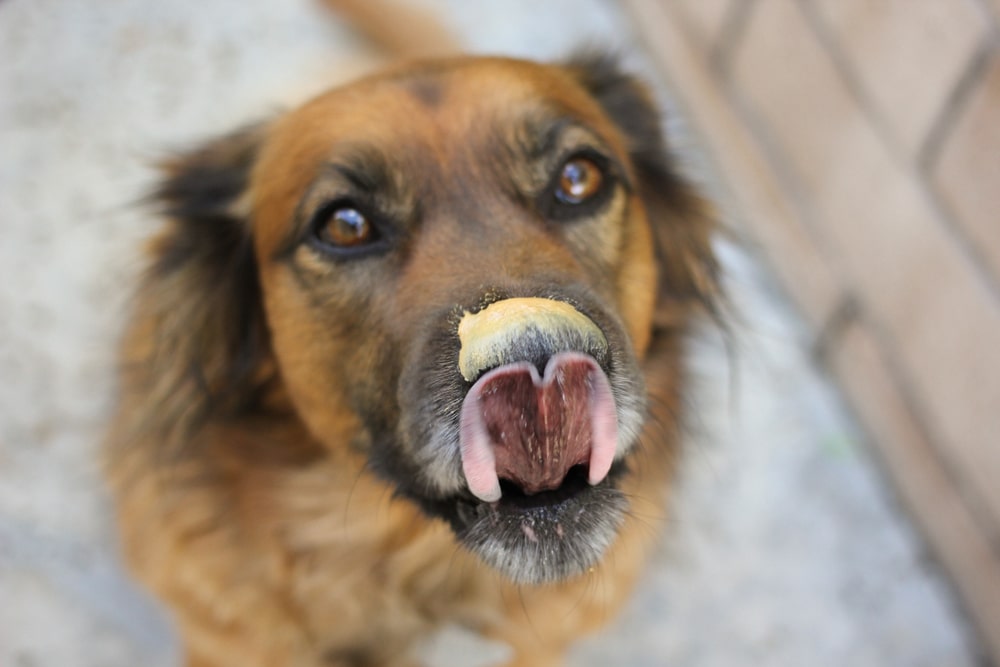 一只狗在舔鼻子上的花生酱。