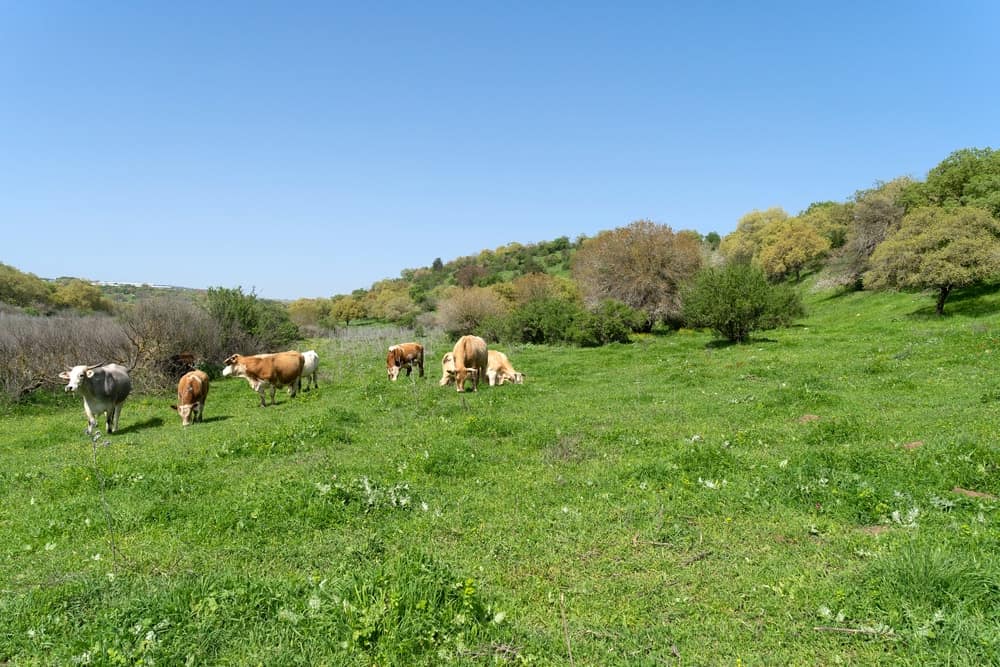 这是一大片草地，牛在吃草。