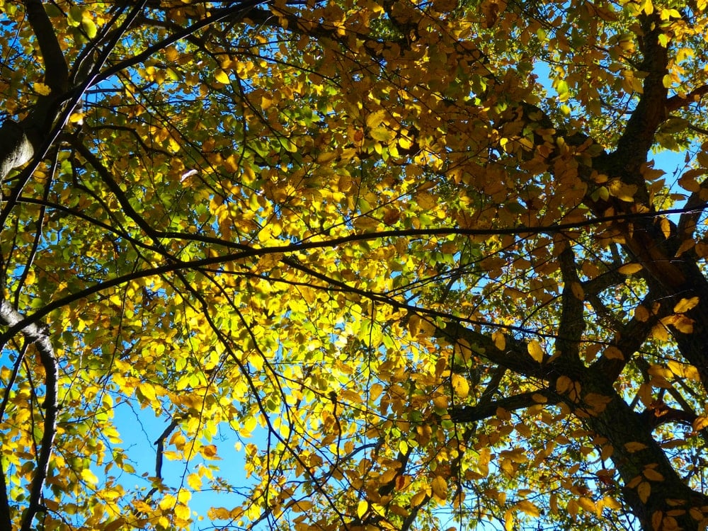 看一看带有秋叶的甜桦树的树枝。