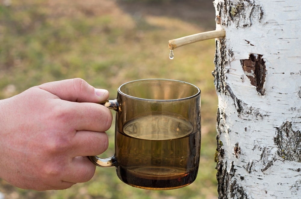 一棵桦树的汁液正被收集在一个玻璃杯子里。