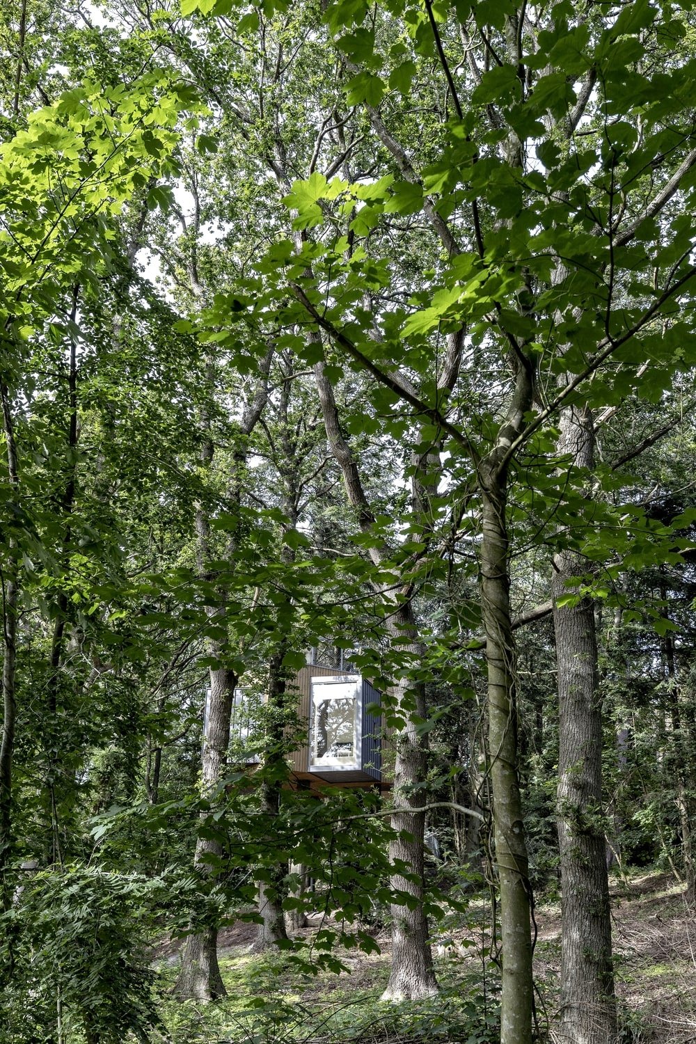 这是一个房子的视图展示它是如何隐藏在周围高大的树木。