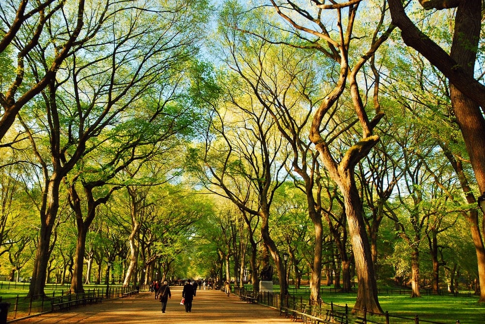 公园里一排排巨大的美国榆树。