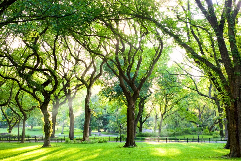 公园里高大成熟的美国榆树。