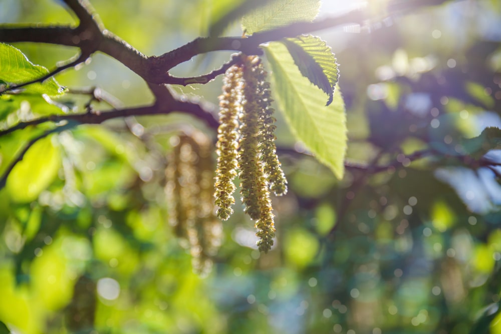 带有绿叶和春天柳絮的hophornbeam树枝的特写。