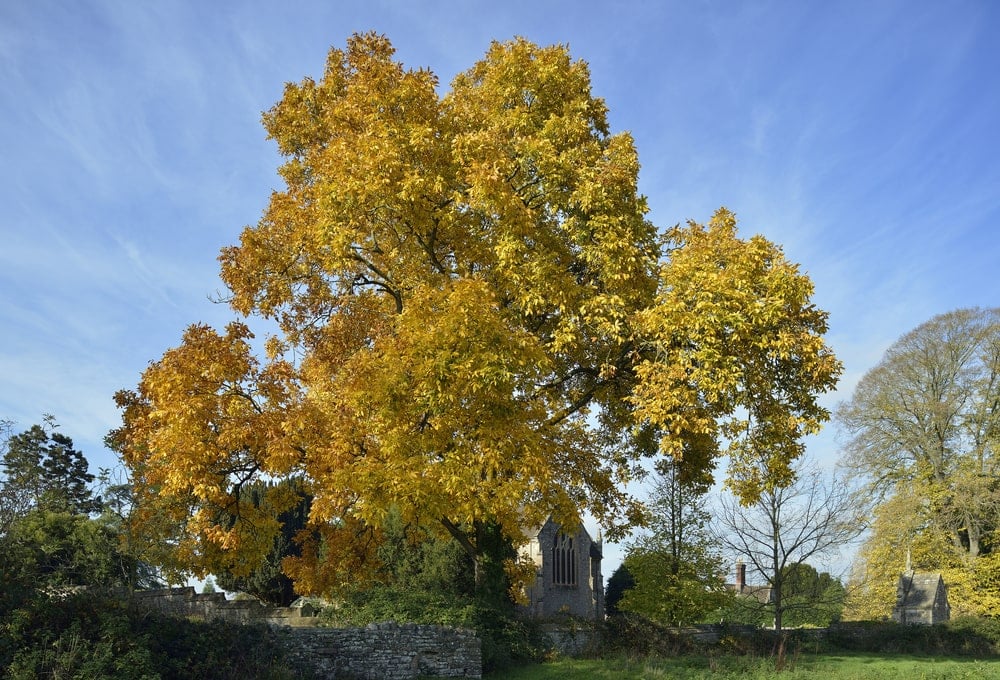 南方的山核桃树，秋天的颜色。