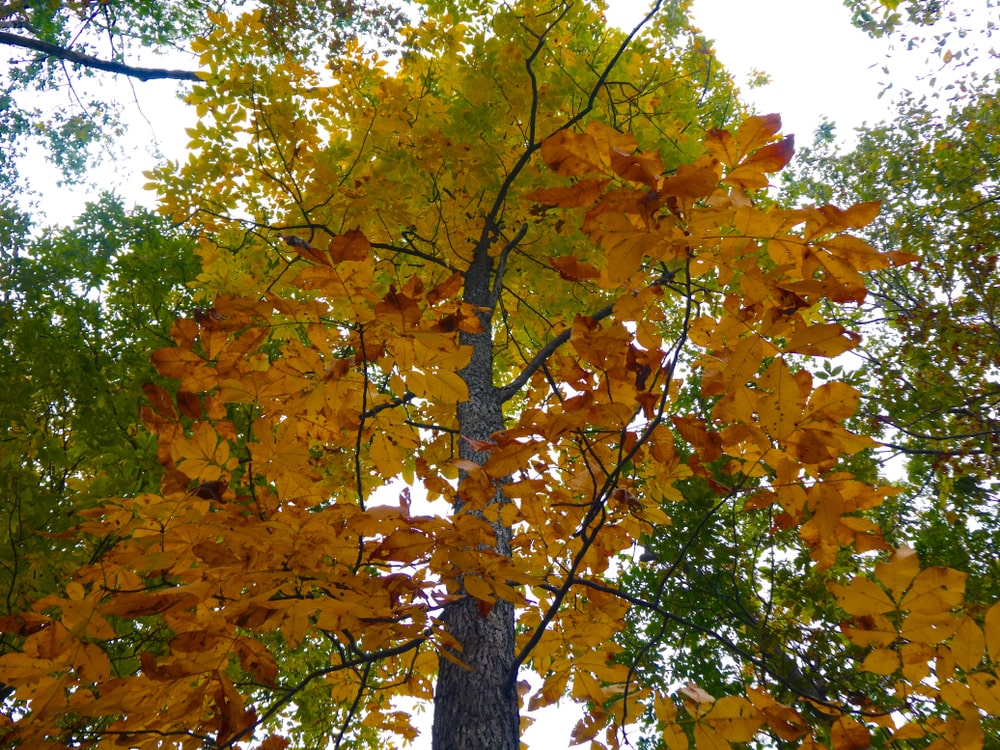 秋天的胡桃树。