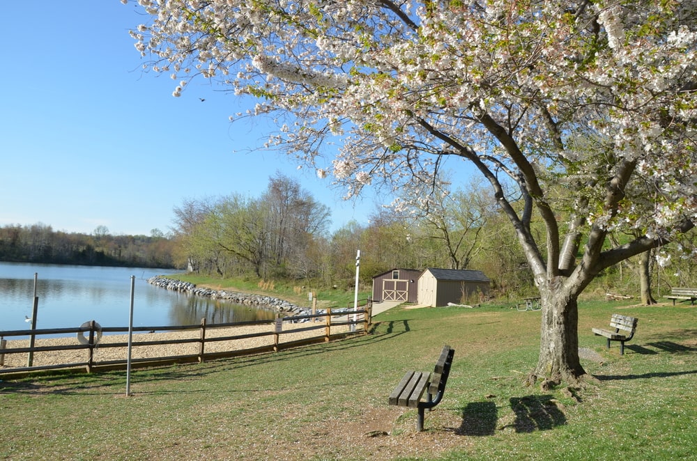 湖边公园里的一棵黑樱桃树。