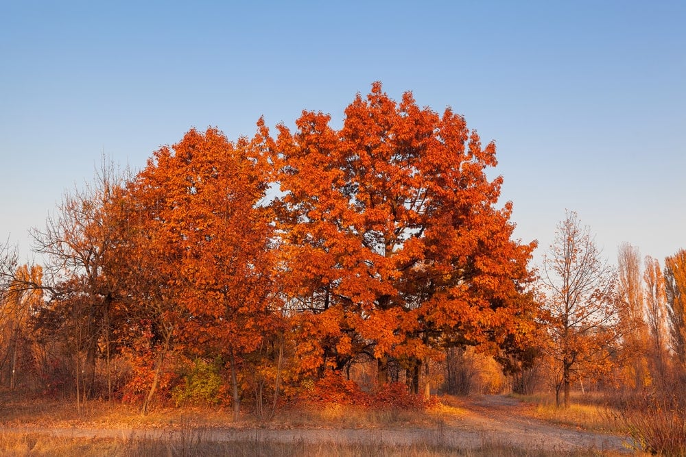 秋天的红橡树。