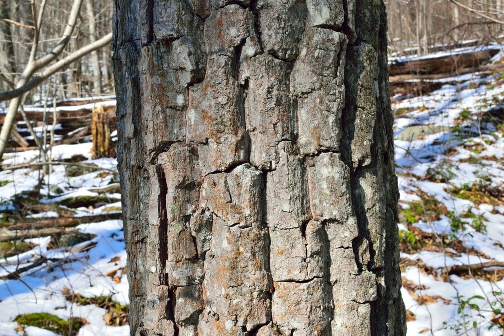 栗子橡树的树皮特写。