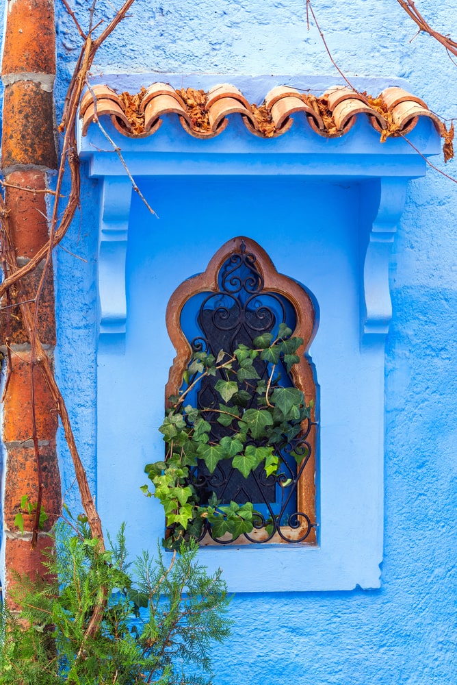 外窗上有摩洛哥常春藤。
