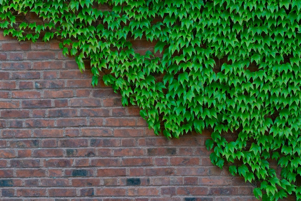 红砖墙上长着一束日本常春藤。