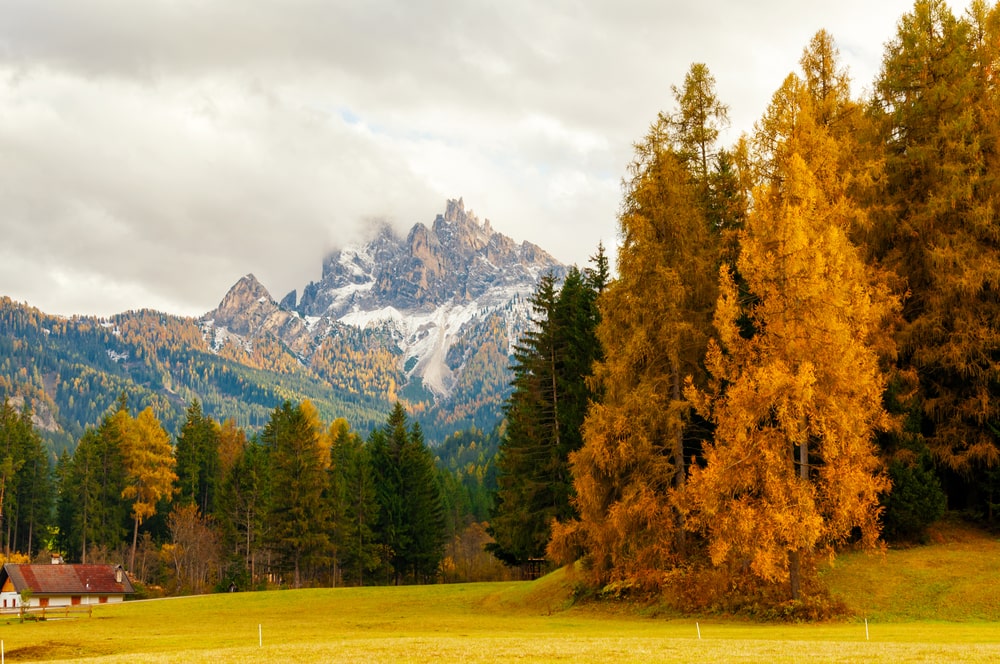 美丽的秋天景色，欧洲落叶松和岩石山峰。
