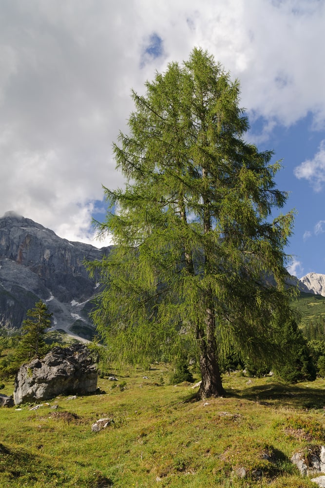 高山牧场上的一种高大的欧洲落叶松。