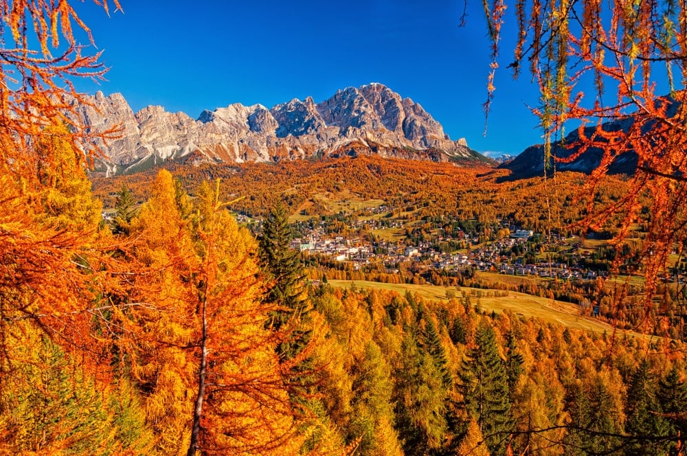 欧洲落叶松与山脉背景。