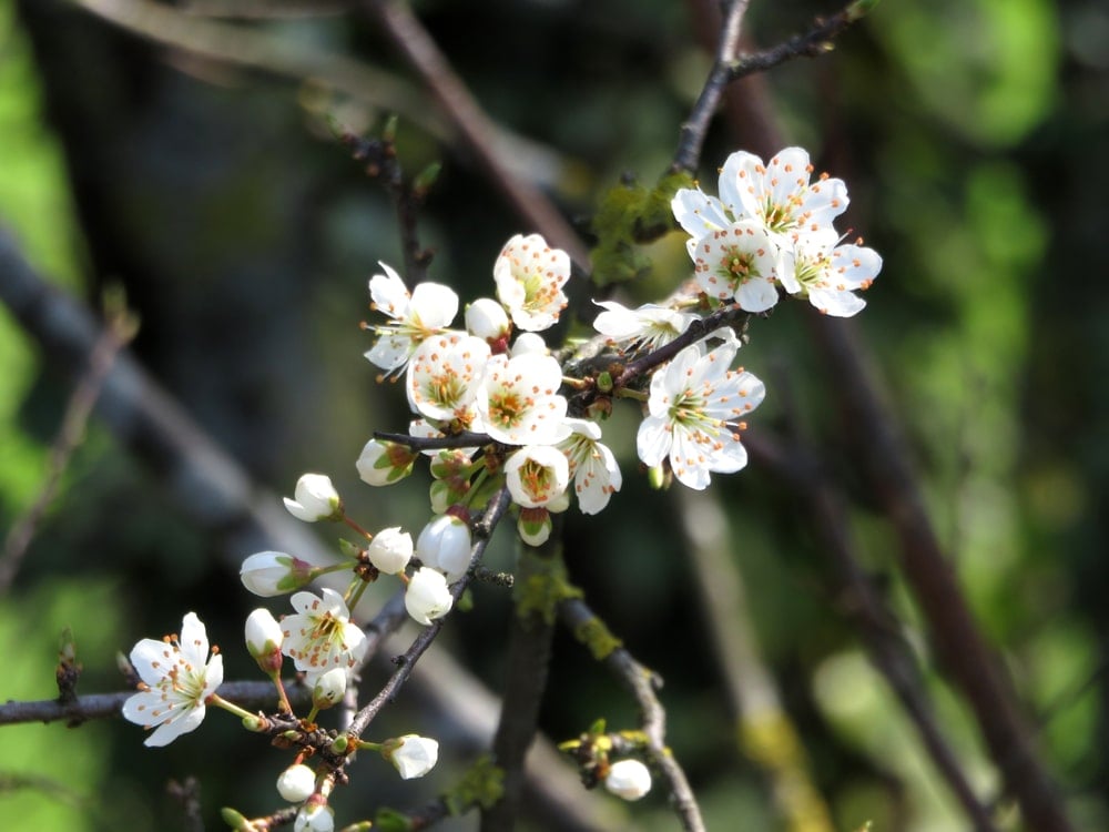 近距离观察一棵针樱桃树的花朵。