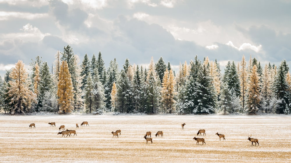 麋鹿在冷杉和柽柳树附近的雪地上吃草。