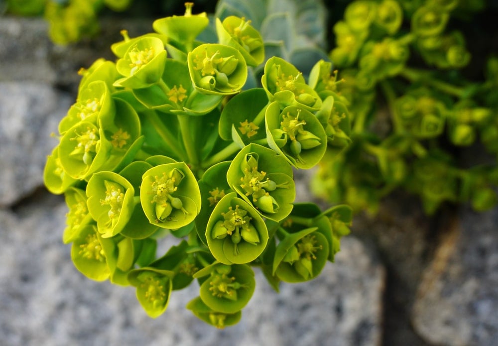 这是一簇具有钟状结构的绿色花朵。