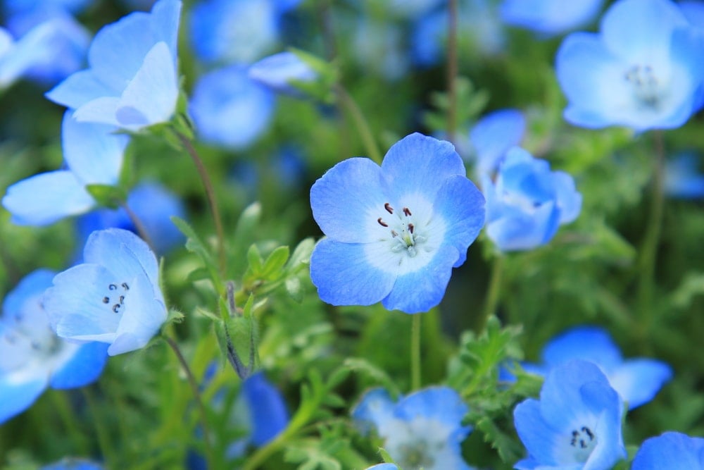近距离看满是蓝色花朵的花园。