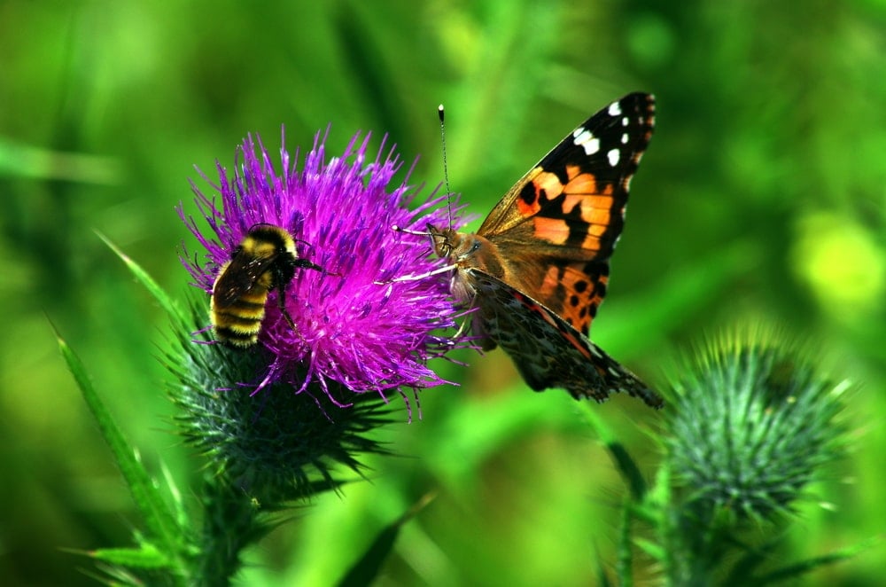 一只蜜蜂和一只蝴蝶在一朵紫色的花上。