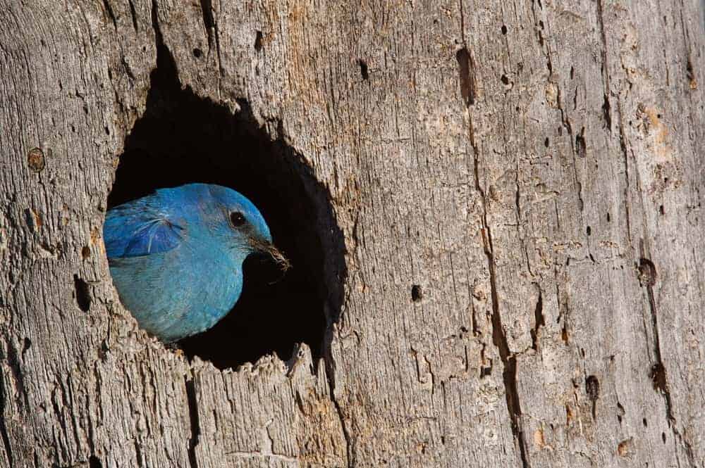 这是一只住在黄松树皮里的蓝鸟的近照。