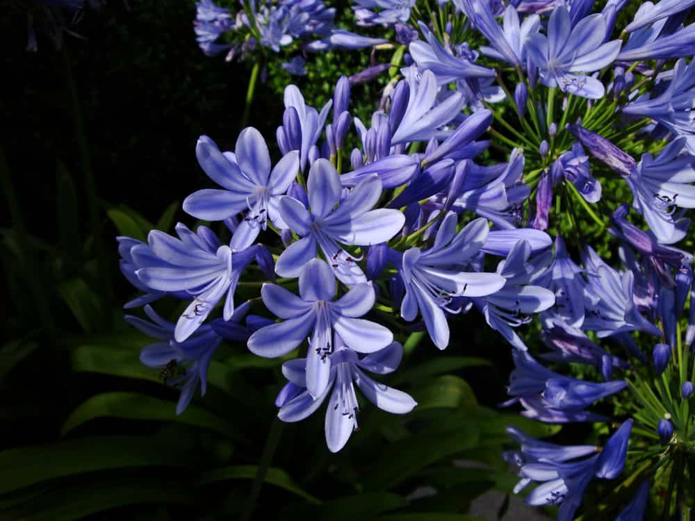 蓝色Agapanthus africanus花的特写