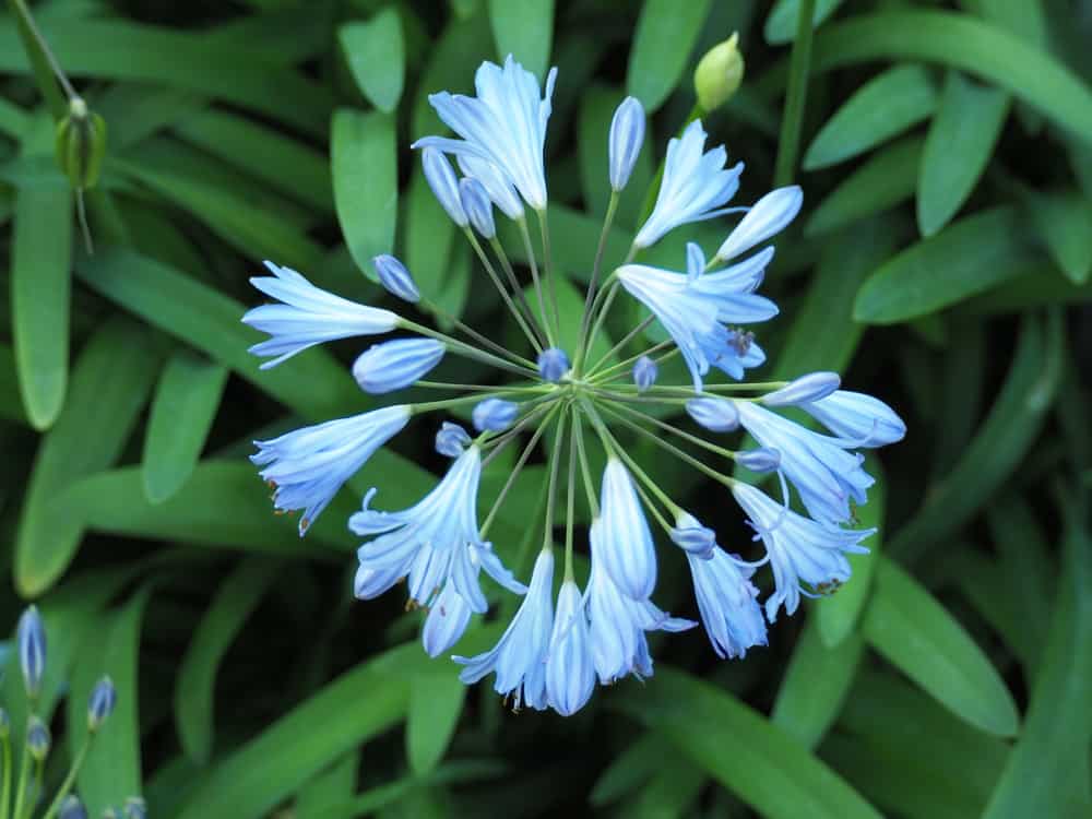 亮蓝色的agapanthus花
