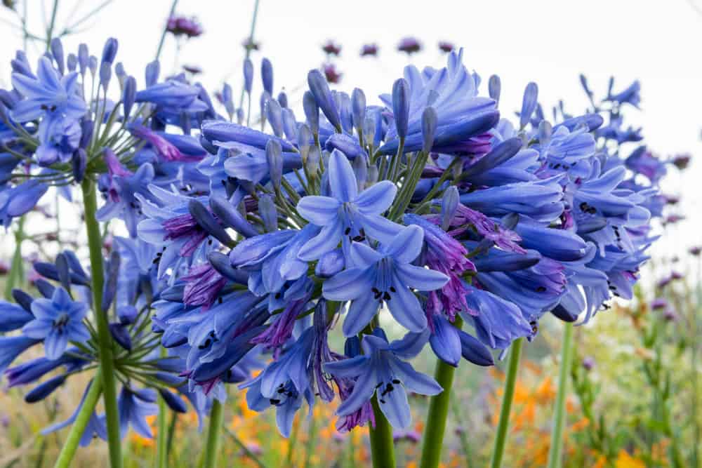 特写的agapanthus玛格丽特蓝色的花。