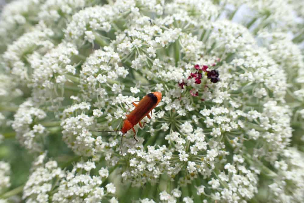 安妮女王的蕾丝花上有一只普通的红色战士甲虫。