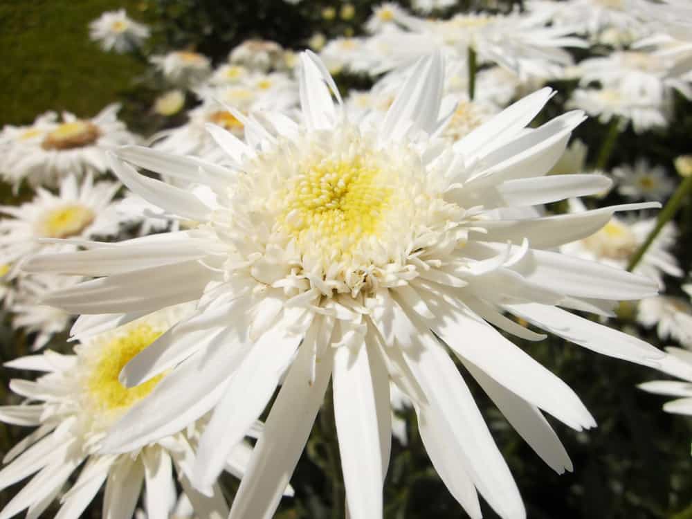 沙斯塔雏菊花的特写。