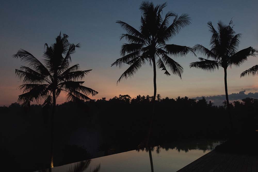 这是无边泳池的夜景，展示了高大的热带树木的剪影。