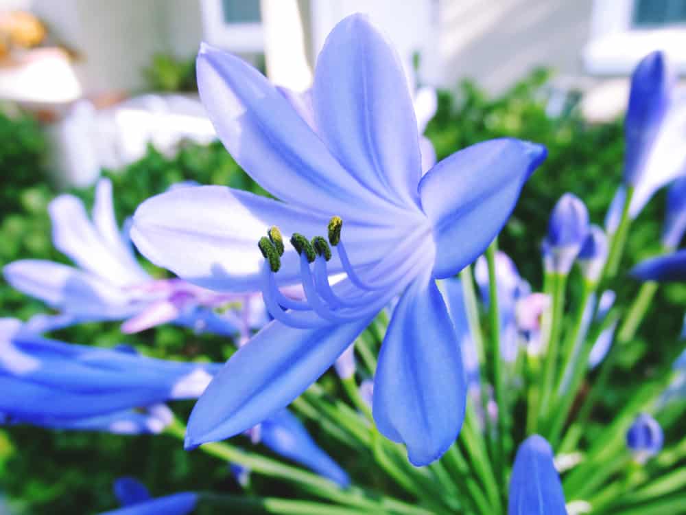 特写的agapanthus蓝色花朵。